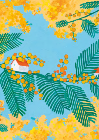 Illustration mimosa de nina clauzel